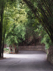 Bamboo branch tunnel blur beautiful green nature background and texture