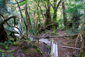 The path from Yodogawa Hut and Kuromidake in Yakushima island