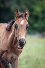 Obraz premium Foal horse, head portrait from the front with forehead pale and licking his lips