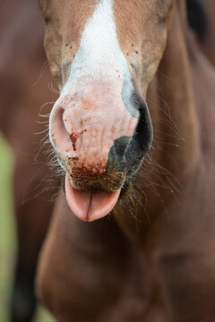 Foal horse, closeup of muzzle nose with tongue out.