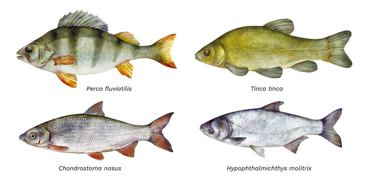 Watercolor set of fish: European perch (Perca fluviatilis), Tench (Tinca tinca), Common nase (Chondrostoma nasus), Silver carp (Hypophthalmichthys molitrix). Hand drawn fish illustration.
