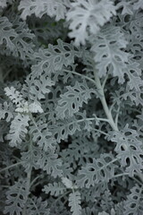 Silver ragwort  gray plant background