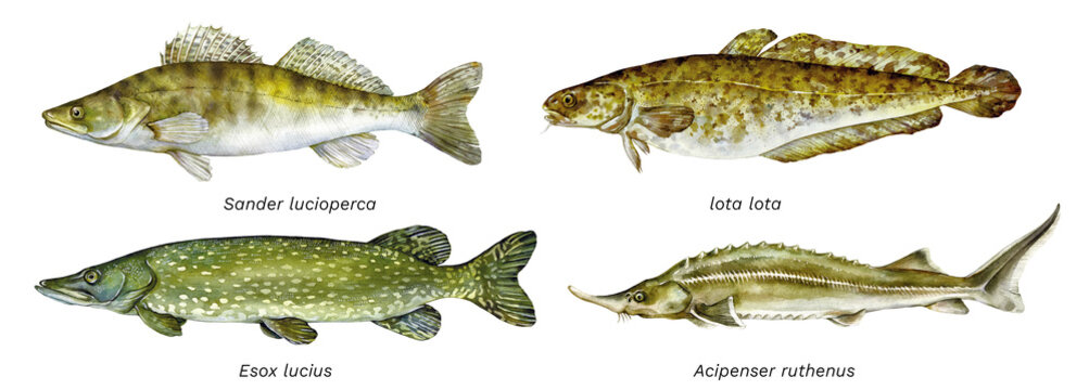 Watercolor set of fish: zander (sander lucioperca), burbot (lota lota), northern pike (esox lucius), sterlet (acipenser ruthenus). Hand drawn fish illustration.