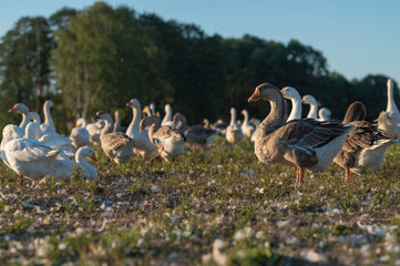 farm, white and gray geese on the farm in summer, close up