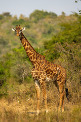 Naklejka na ściany i meble Giraffe in Akagera national park Ruanda