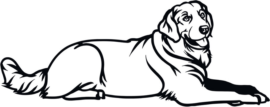 Labrador Retriever dog - Lying dog vector stock isolated illustration on white background.