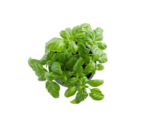 Aromatic green potted basil isolated on white, top view