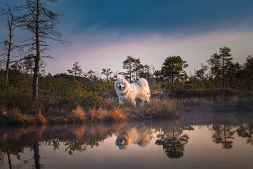 Hiking through wetlands in colorful morning sunrise. White dog samoyed running through swamp....