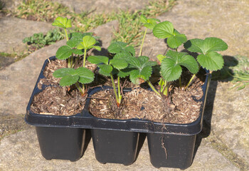 Little strawberries plant in flowerpots - 635354111