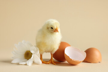 Cute chick with white chrysanthemum flower, egg and pieces of shell on beige background, closeup....