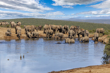 Elephants at addo national park, South africa