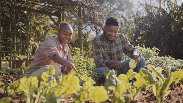 Young black man and women crouching while examining leaf vegetables in flowerbed of organic garden