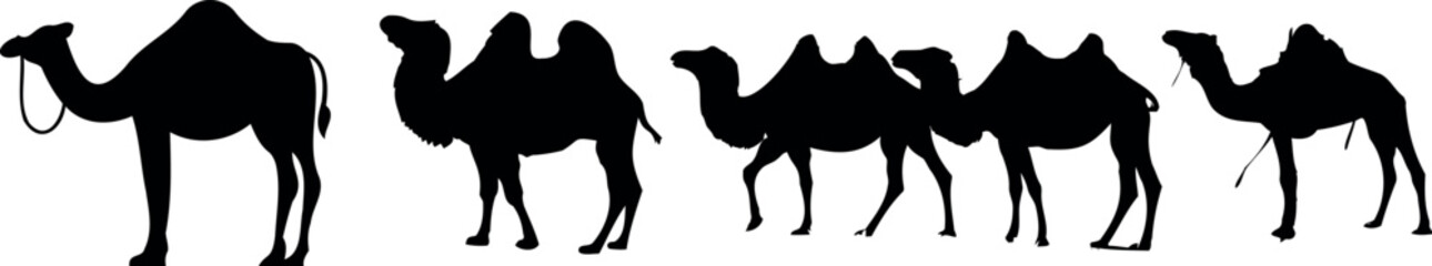 Five camels walking in a line against a white background. The camels are silhouetted and have humps on their backs and long necks. The scientific name for the camel is Camelus dromedarius