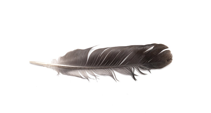 pigeon feather isolated on white background