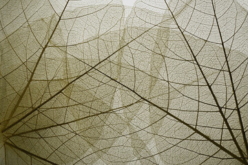 Top view of the leaf. Cell patterns  Skeletons leaves transparent shape .Abstract leaves from nature with Leaf veins abstract of Autumn background for creative banner designa for text and advertising.