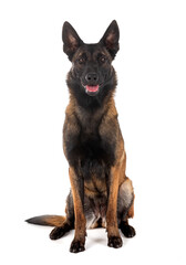 malinois in studio