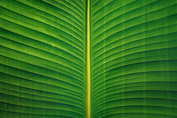 Dark green tropical banana palm leaf texture abstract background