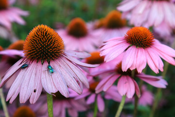 Sonnenhut (Echinacea)