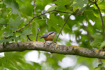 Nuthatch sitting in green tree