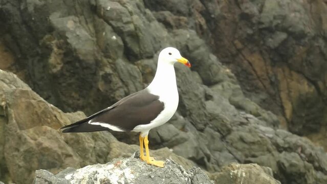 4k video of a species of bird called "Belcher's gull" found in the pacific coast of South America. It has white feathers, and black wings, yellow feet and bill with a red tip. Located in Lima, Peru.