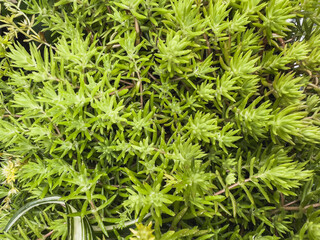 Natural green background from stonecrop ground cover. Selective focus.