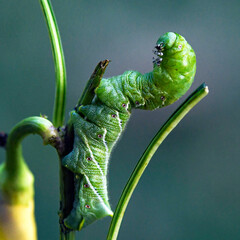 Tomato hornworm (Manduca quinquemaculata) square crop