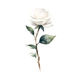 White rose isolated on white background