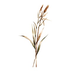 Wheat isolated on white background