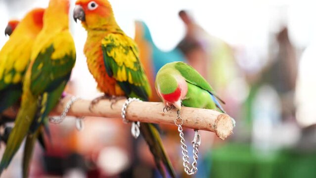 Small bird sun conures yellow green and orange color birds on brunch.