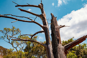 A dead tree struck by lightning at Mbeya Peak in Mbeya, Tanzania