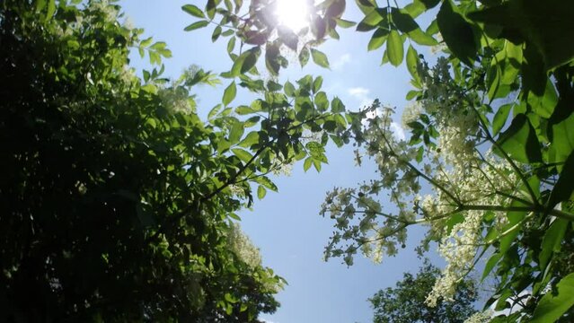 Branches of bushes of European black elderberry, Sambucus nigra with green leaves and white inflorescences on spring with sky and sun. Branches and leaves are moved by wind - real time, panorama 160