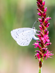 Butterfly on a flower