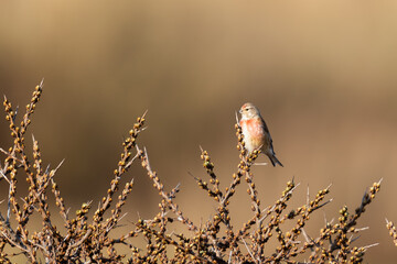 Common Linnet on a branch of a tree