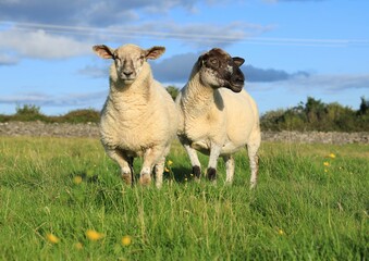 Sheep: Ewe and her lamb in field on farmland in rural Ireland in summer sunlight