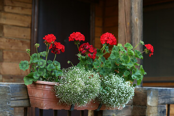 Fototapeta na wymiar red geranium flowers in flower box closeup photo on country house porch background