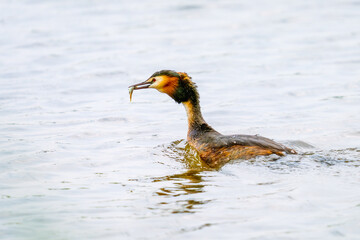 Great Crested Grebe catching a fish