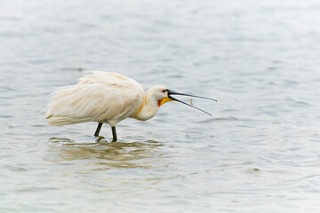 Eurasian Spoonbill catching a fish