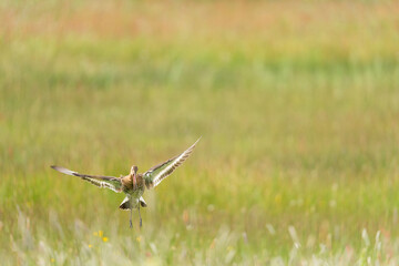 Black-tailed Godwit landing in a field