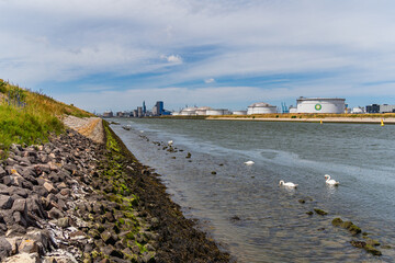 Swans of the coast of the river with industry in the background