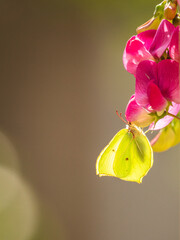 butterfly on flower (Gonepteryx rhamni)