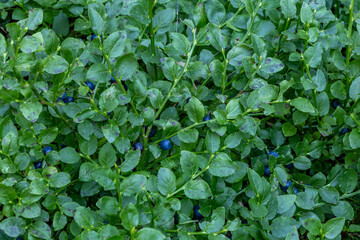Picking berries in the forest berry bushes on the trail