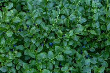 Picking berries in the forest berry bushes on the trail