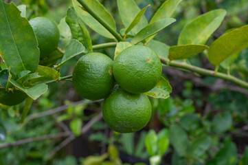 Green lime hanging on a lime tree with thick leaves and short stems fruit high vitamin C in the garden farm Cultivated in Southeast Asia.
