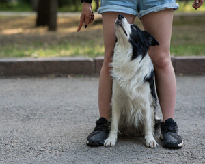 Black and white border collie sits at the legs of the owner on a walk.