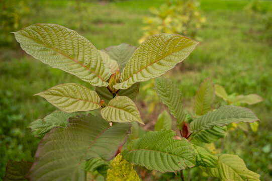 Kratom (Kratom) is a medicinal plant or Mitragyna speciosa (Kth.) Havil. It is very popular in Thailand.