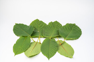 
Kratom (Kratom) or Mitragyna speciosa (Kth.) Havil. Edible leaves are medicinal, medicinal and narcotic. (white background)