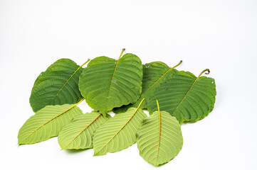 
Kratom (Kratom) or Mitragyna speciosa (Kth.) Havil. Edible leaves are medicinal, medicinal and narcotic. (white background)