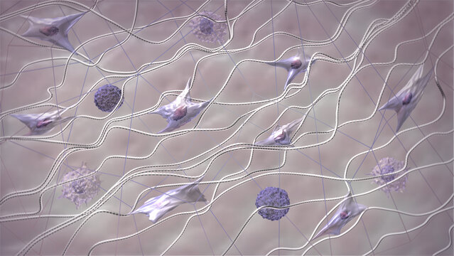 Skin extracellular matrix structure. Fibroblasts, collagen, and elastic fibers 3D model. Skin in macro zoom. Scientific medical anatomical 3d illustration