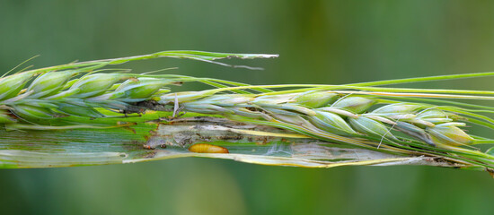 A stem of barley damaged by a caterpillar of meadow shade moth (Cnephasia pasiuana). Its pupa is...