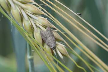 Obraz premium Cnephasia pasiuana pumicana moth in the family Tortricidae. Sitting on an ear of barley.